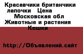 Красавчики британчики лапочки › Цена ­ 2 000 - Московская обл. Животные и растения » Кошки   